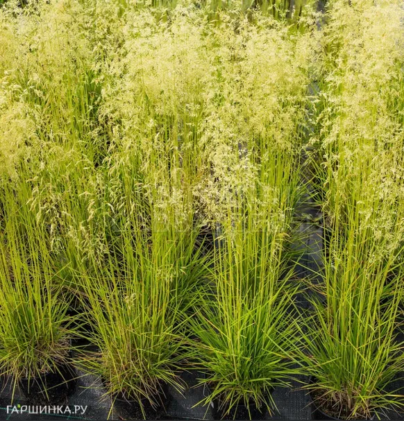 Луговик (Щучка) Бронзешляйер