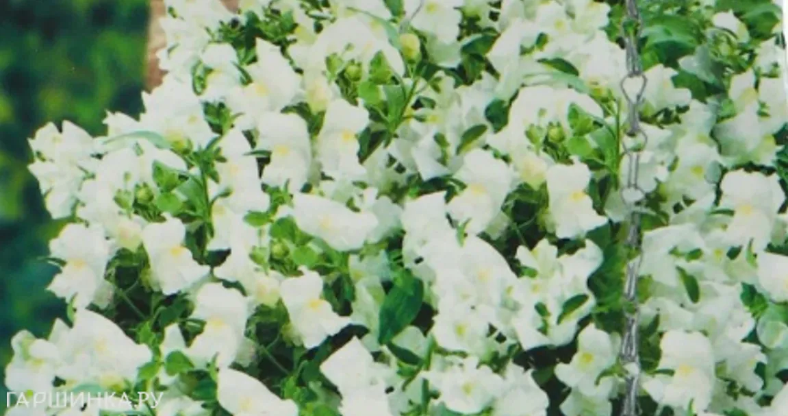 Львиный зев Фейерверк F1 5шт