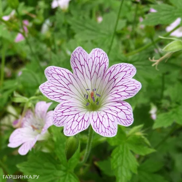 Герань садовая Лэйс Тайм