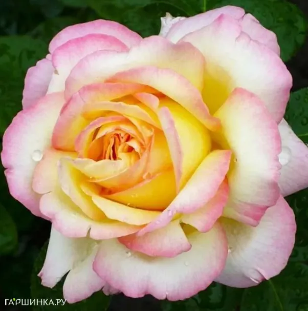 Роза Глория Дей чайно-гибридная