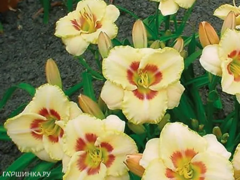 Лилейник Кастед Кэнди