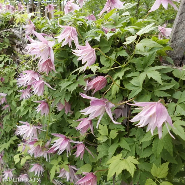 Клематис (Княжик) Пинк Сюрпрайз (Розовый сюрприз) махровый (1)