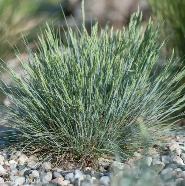 Овсяница Глауканта валийская