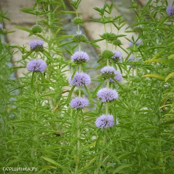 Мята красно-бурая