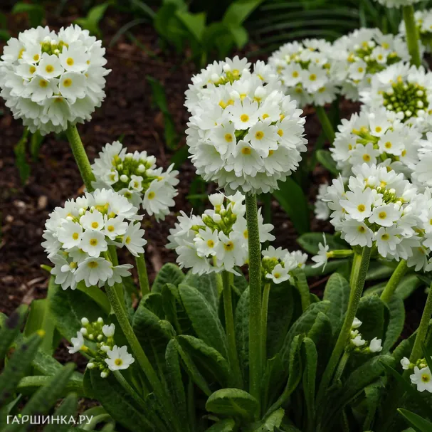 Примула мелкозубчатая Вайт (Альба)