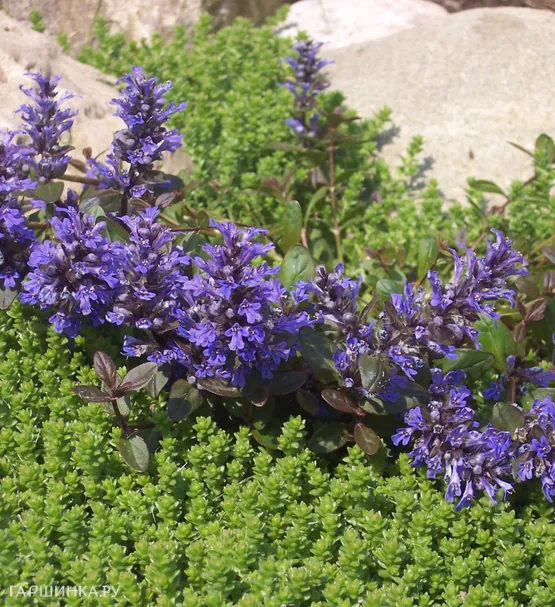 Живучка (Аюга) ползучая Вэлфредда