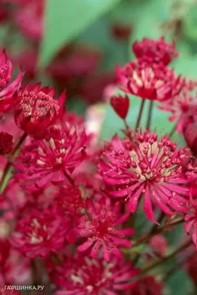 Астранция Кларет крупная