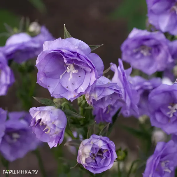 Колокольчик персиколистный Ля Белль Блю