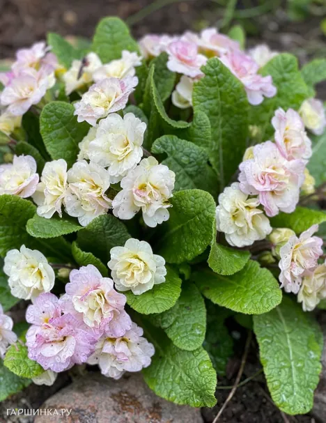 Примула Беларина Шампань