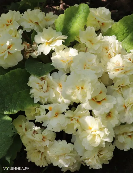 Примула Беларина Крим