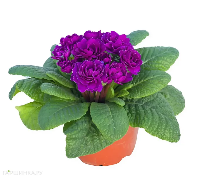 Примула Беларина Пурпл Даймонд