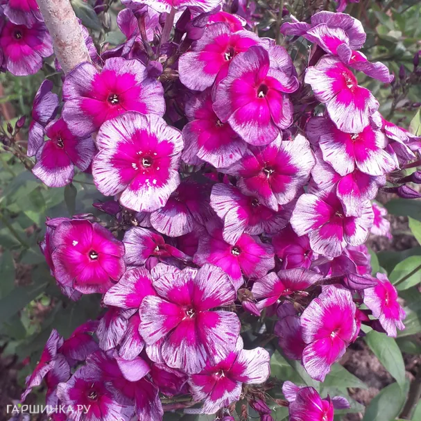 Флокс Дракон