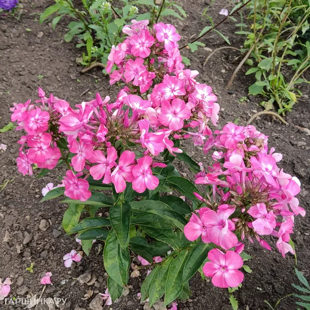 Флокс Евгения