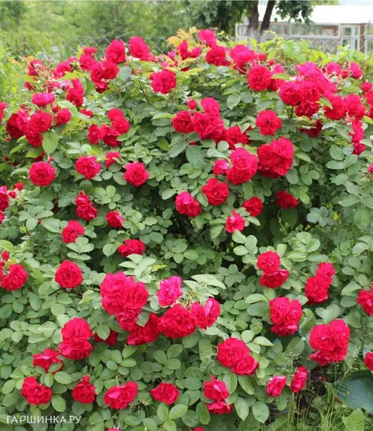 Роза Хансалэнд ругоза (лиц)