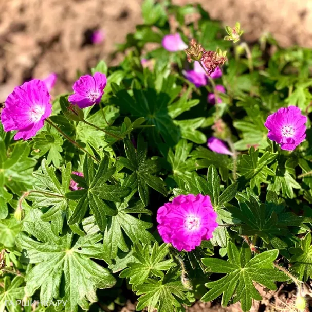 Герань кроваво-красная Нью Хэмпшир Пёрпл