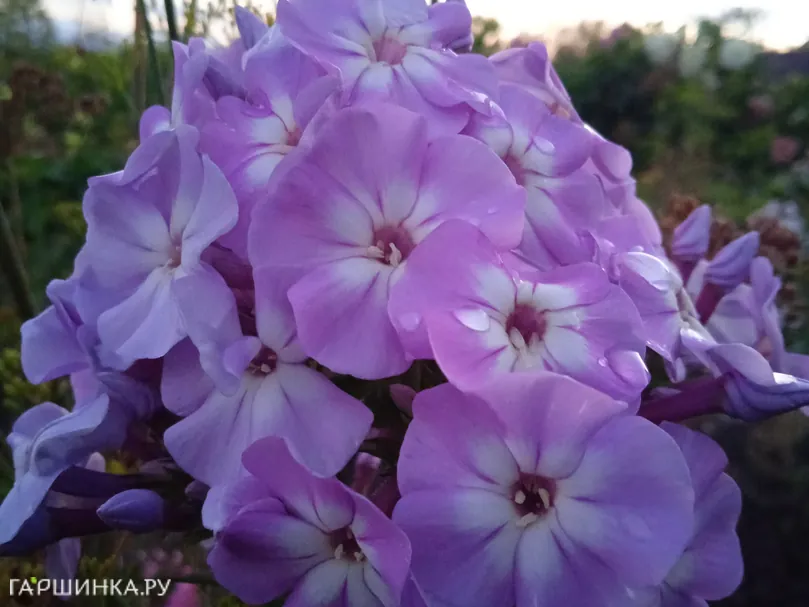 Флокс Мирослав