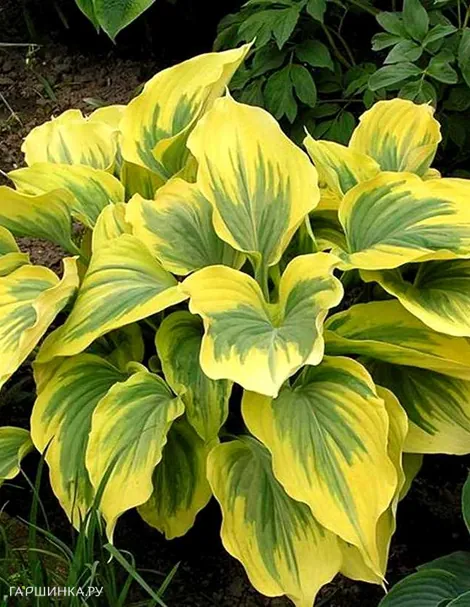 Хоста Айвори Коаст (М)