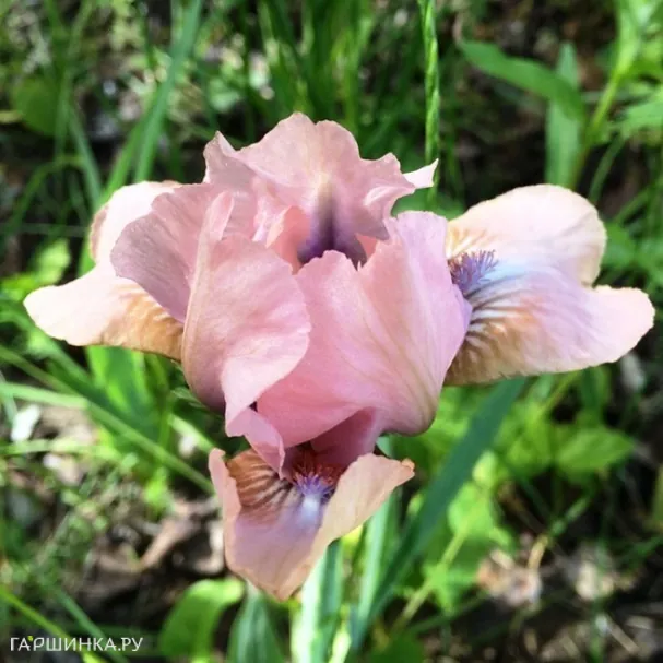 Ирис карликовый Волтс