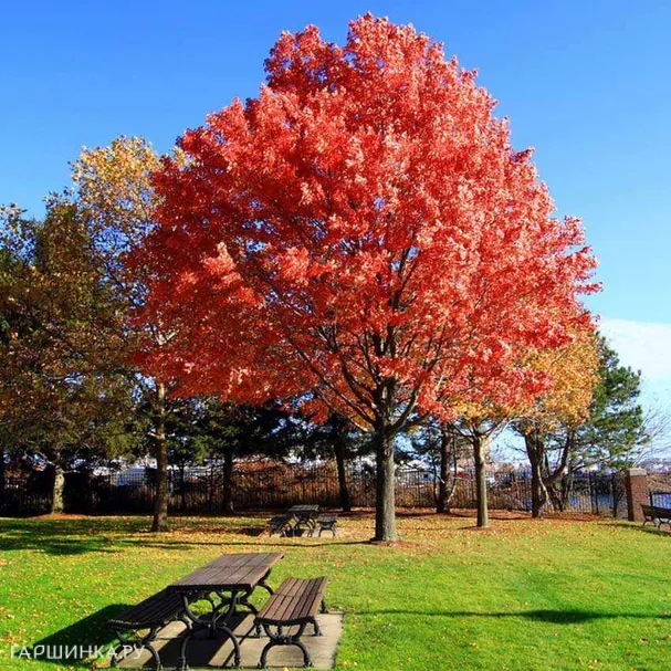 Дуб красный