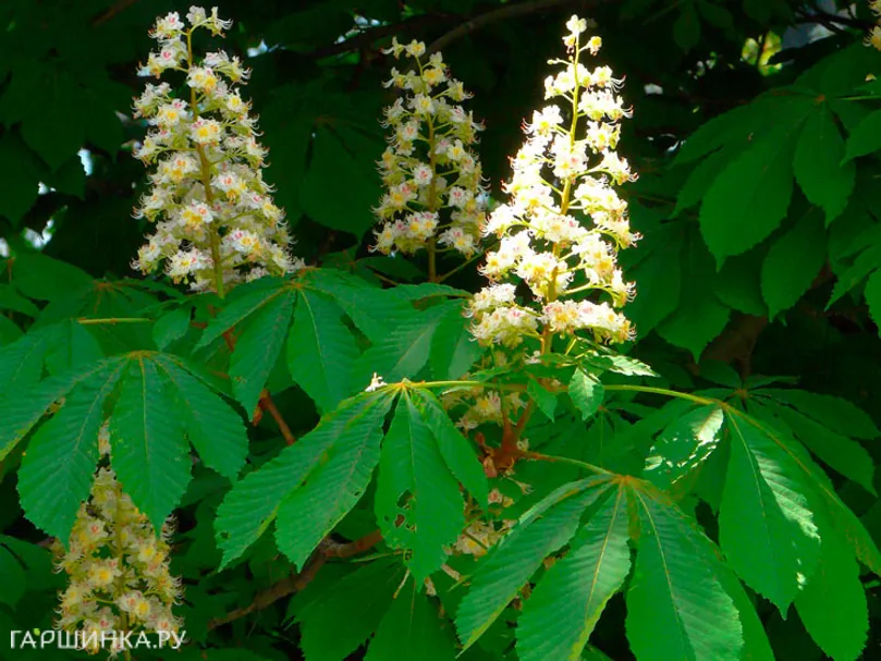 Каштан конский