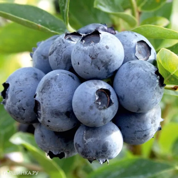 Голубика Дюк