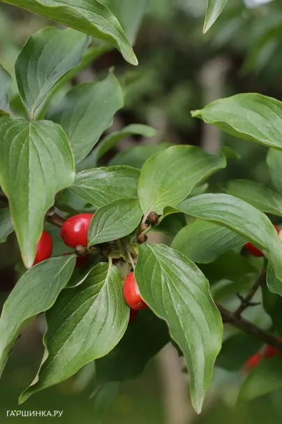 Дерен мужской (Кизил)