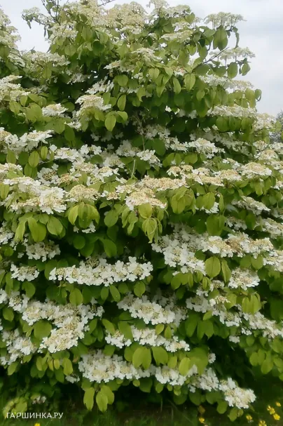 Калина Ватанабе складчатая белая