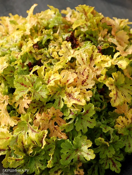 Гейхерелла Спайси Лайм