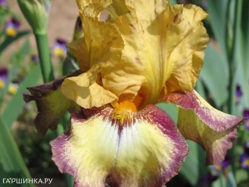 Ирис бородатый Бульвинкл