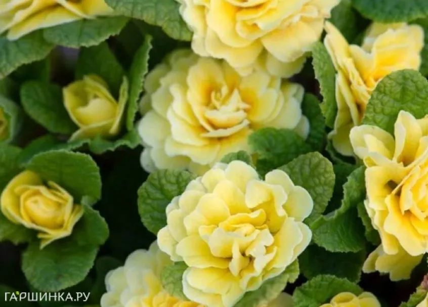 Примула Беларина Баттеркап Еллоу