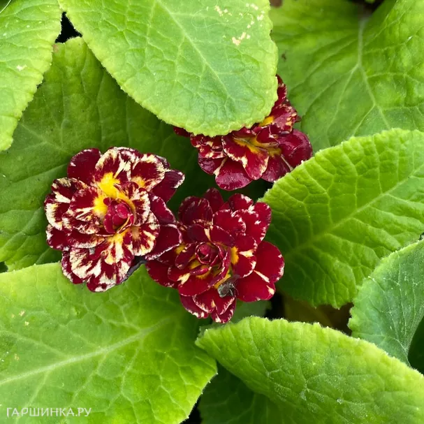 Примула Беларина Санрайз Руби