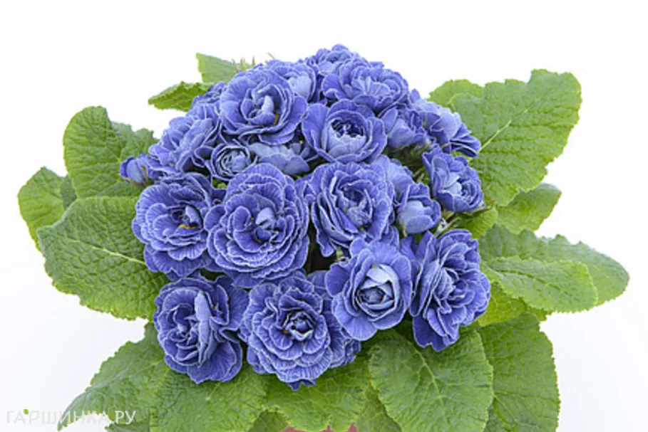 Примула Беларина Балтик Блю