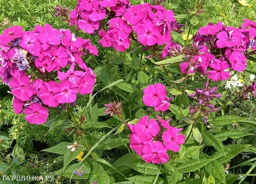 Флокс Виктория