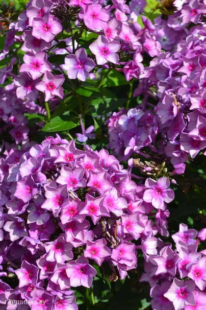 Флокс Дымчатое суфле