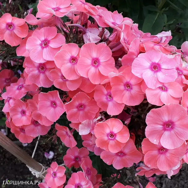 Флокс Лариса