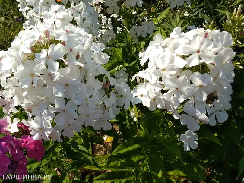 Флокс Царевна лебедь