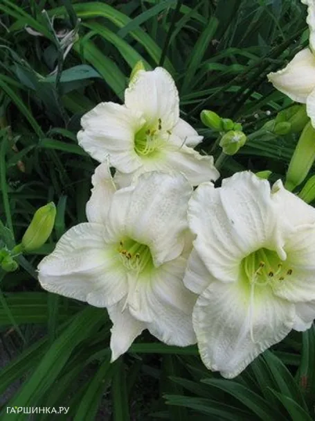 Лилейник Кул Ит