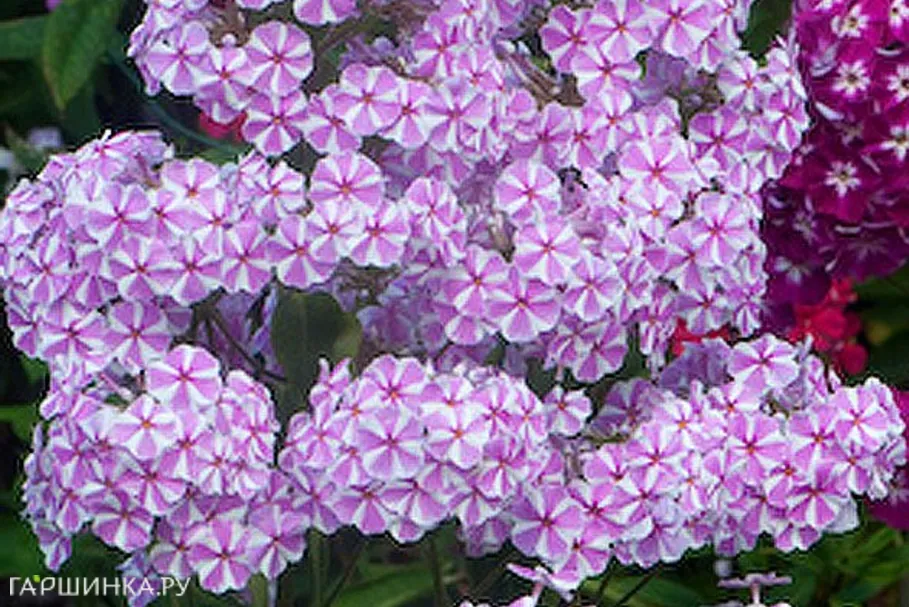 Флокс Наташа пирамидальный