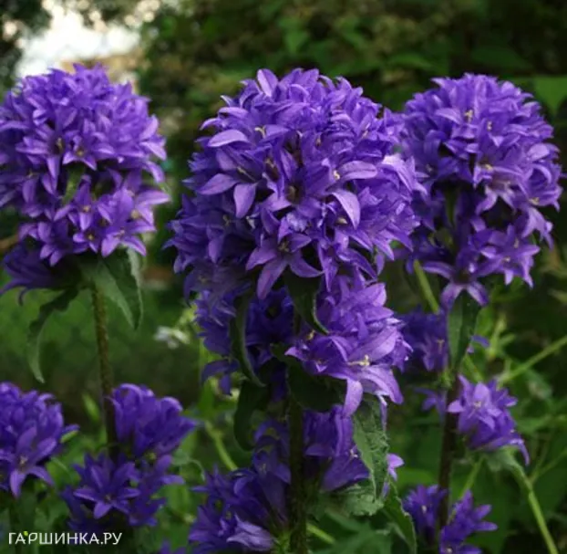 Колокольчик скученный Фрея