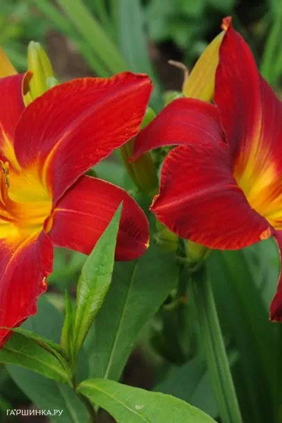 Лилейник Анзак