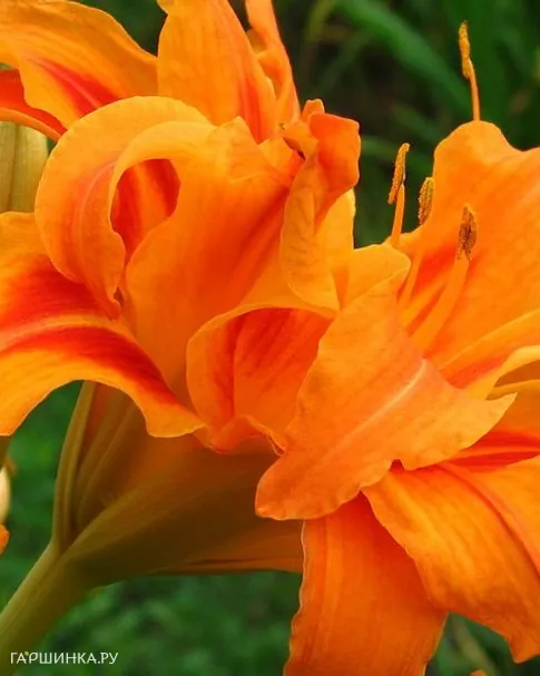 Лилейник Бандолеро