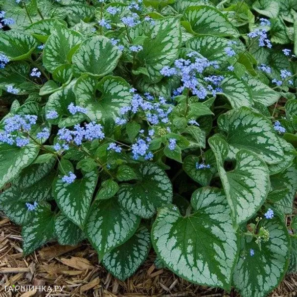 Бруннера Эмералд Мист