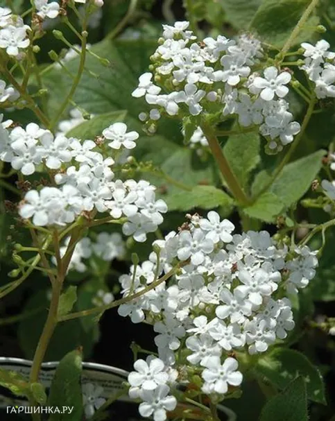 Бруннера Бетти Боуринг