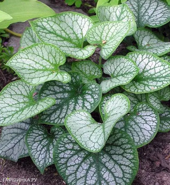 Бруннера Джек Фрост