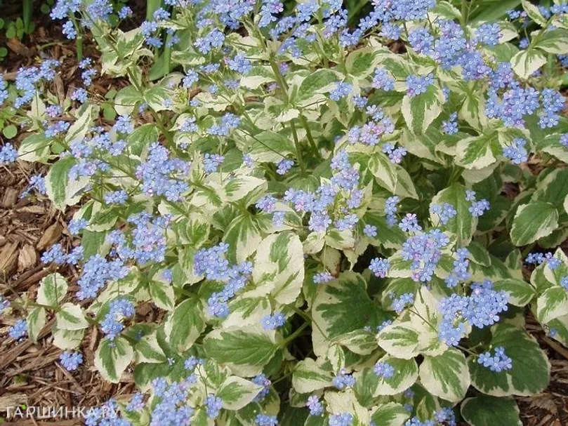 Бруннера Вариегата