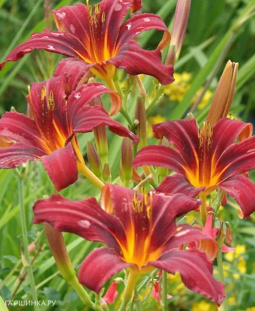 Лилейник Кримсон Пират