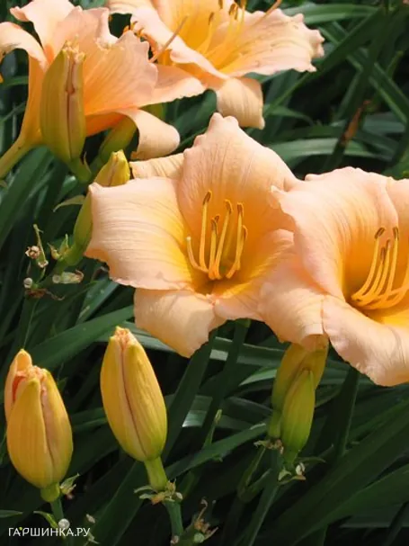 Лилейник Мини Перл