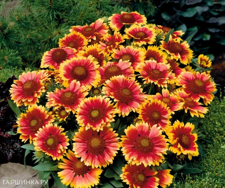 Гайлардия Аризона Сан