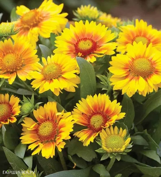 Гайлардия Аризона априкот