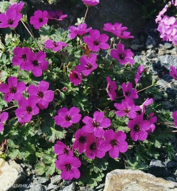 Герань садовая Сабкулесценс